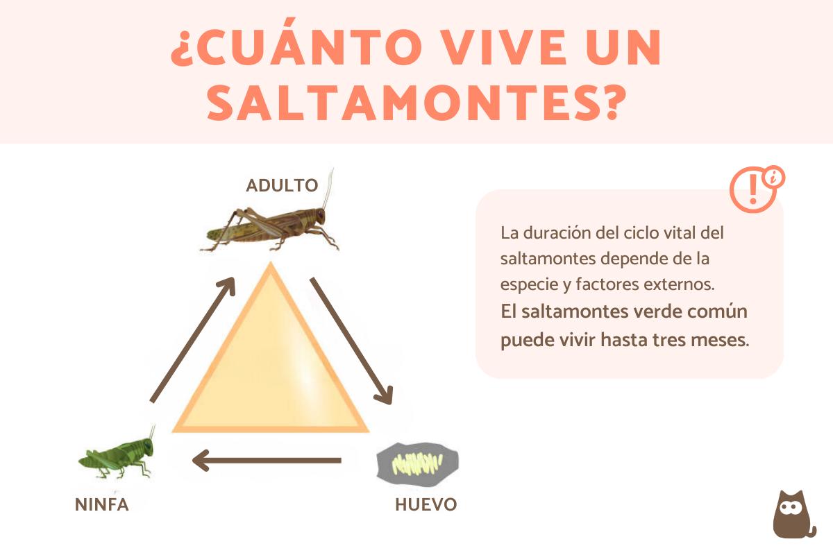 ¿Cuánto vive un saltamontes?