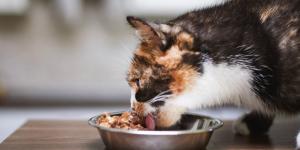 Descubre cuánta comida húmeda debes dar a tu gato