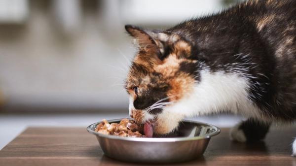 Descubre cuánta comida húmeda debes dar a tu gato