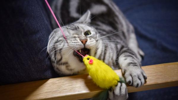 Nicole Saavedra, educadora felina: “Los gatos prefieren los juguetes azules y amarillos porque los ven mejor que los rojos y verdes” - El truco de la educadora felina para que el gato quiera jugar con sus juguetes