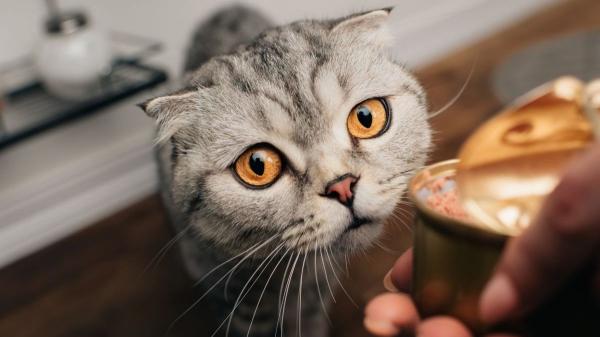 Descubre cuánta comida húmeda debes dar a tu gato - ¿Es saludable dar comida húmeda todos los días?
