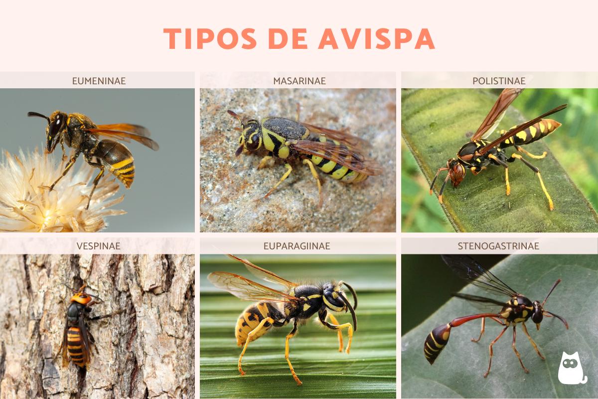 Tipos de avispas
