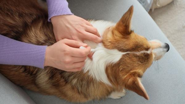 Cuidado esta primavera: pulgas, garrapatas y leishmaniosis vuelven con fuerza y así puedes proteger a tu perro - Cómo proteger a tu perro de pulgas, garrapatas y leishmaniosis esta primavera