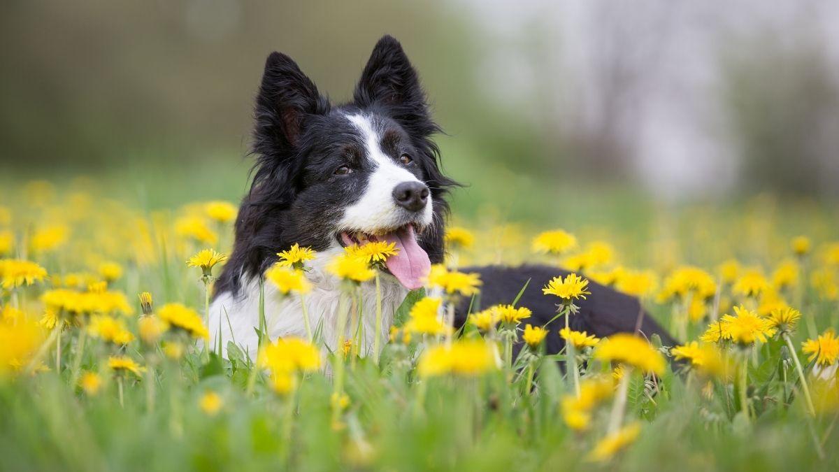 Cuidado esta primavera: pulgas, garrapatas y leishmaniosis vuelven con fuerza y así puedes proteger a tu perro