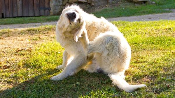 Cuidado esta primavera: pulgas, garrapatas y leishmaniosis vuelven con fuerza y así puedes proteger a tu perro - Pulgas y garrapatas en primavera: un problema que empieza en los paseos