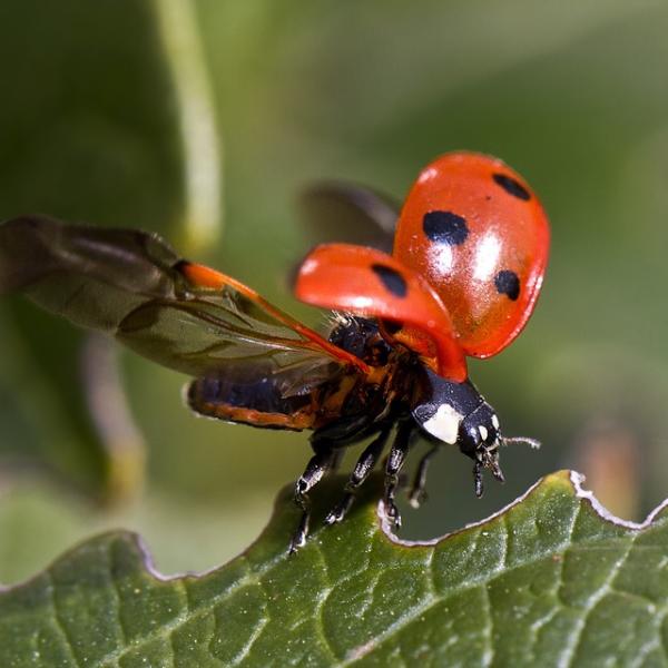 Animales invertebrados que vuelan - Casavacanzedezza.com