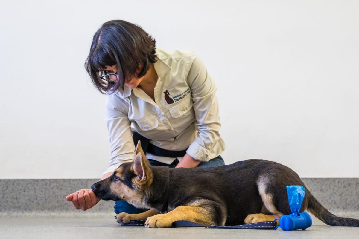 Comida para perros sin dientes
