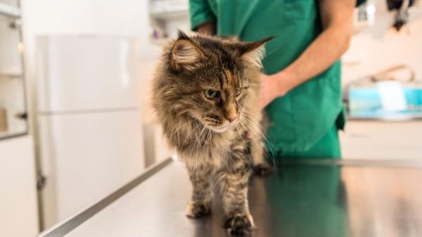 Las razas de gato que más visitan al veterinario: descubre sus problemas de salud más frecuentes - El lado menos conocido de los gatos maine coon: corazón, articulaciones y riesgos