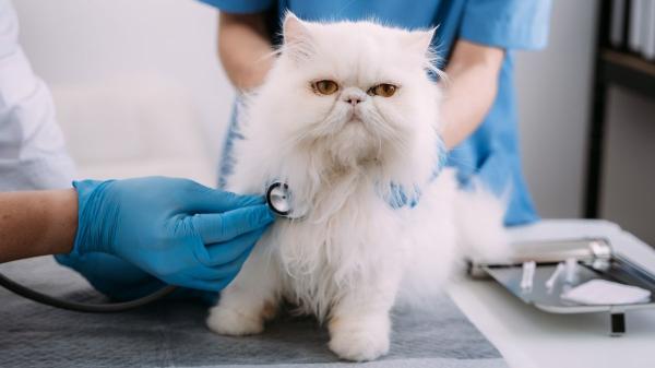 Las razas de gato que más visitan al veterinario: descubre sus problemas de salud más frecuentes - Gatos persas y exóticos: cómo su cara achatada afecta a su salud