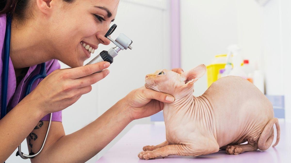 Las razas de gato que más visitan al veterinario: descubre sus problemas de salud más frecuentes