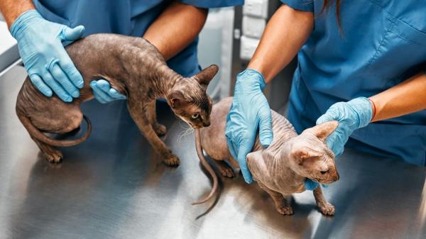 Las razas de gato que más visitan al veterinario: descubre sus problemas de salud más frecuentes - Lo que hace único al sphynx también afecta a su salud: problemas de piel, oídos y más