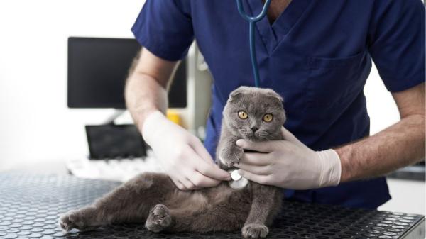 Las razas de gato que más visitan al veterinario: descubre sus problemas de salud más frecuentes - Scottish fold: la verdad detrás de sus orejas dobladas y sus problemas de salud