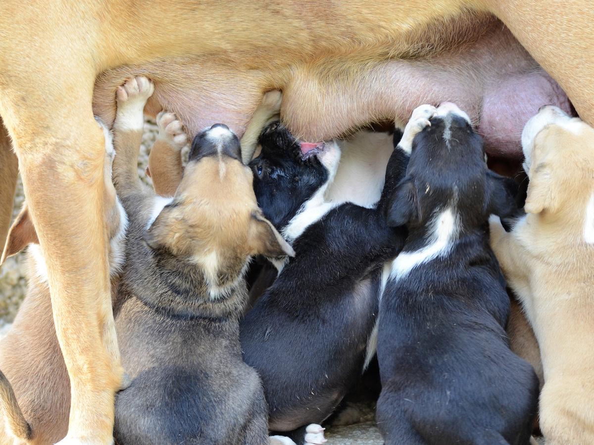 La mastitis en perras - Síntomas y tratamiento