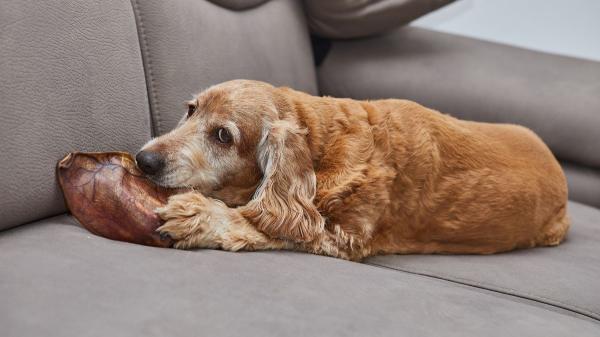 Los veterinarios coinciden: “Los huesos de jamón que muchos dan a sus perros pueden causar obstrucciones intestinales” - Las alternativas más seguras que recomiendan los veterinarios