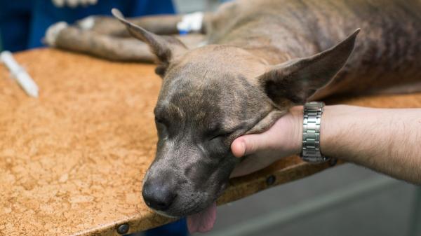 Los veterinarios coinciden: “Los huesos de jamón que muchos dan a sus perros pueden causar obstrucciones intestinales” - Los problemas digestivos que pueden provocar estos huesos en los perros