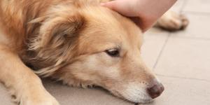 Los veterinarios coinciden: “Los huesos de jamón que muchos dan a sus perros pueden causar obstrucciones intestinales”