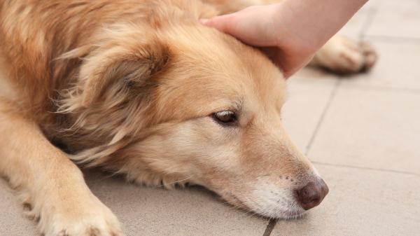 Los veterinarios coinciden: “Los huesos de jamón que muchos dan a sus perros pueden causar obstrucciones intestinales”