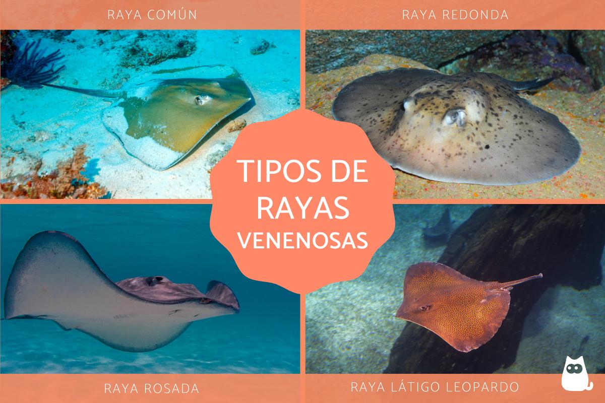 Rayas venenosas: tipos y picadura