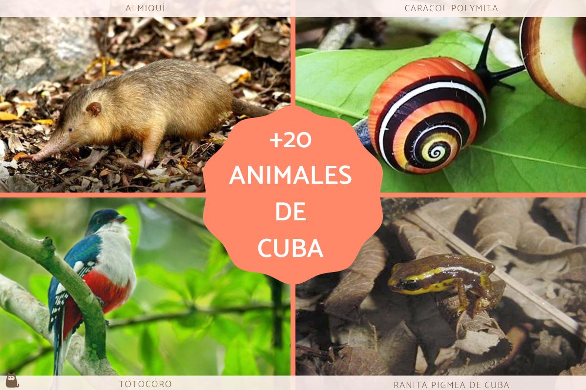 20 animales de Cuba