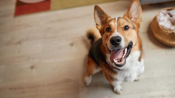 Ni ignorarlo al llegar ni encerrarlo: lo que tu perro necesita realmente si tiene ansiedad por separación - Cuándo la ansiedad por separación en perros requiere ayuda profesional
