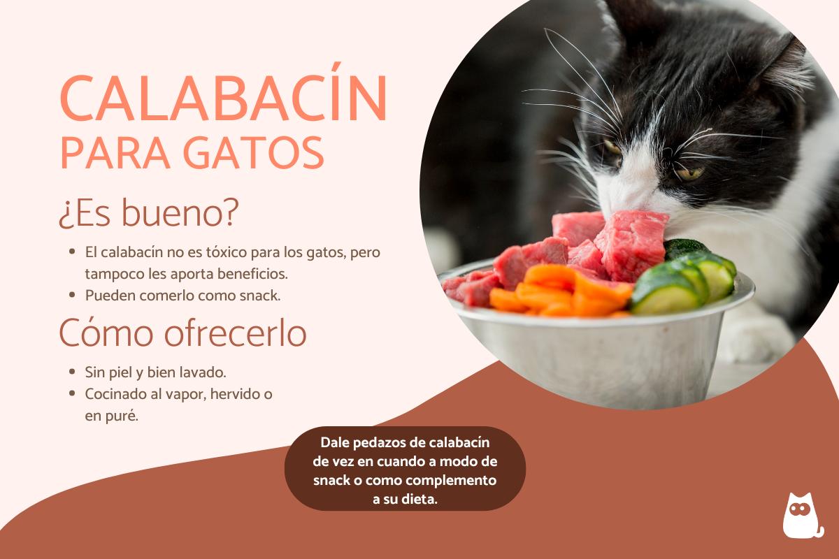 ¿Los gatos pueden comer calabacín?