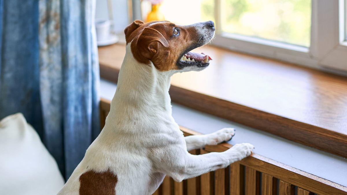 Ni ignorarlo al llegar ni encerrarlo: lo que tu perro necesita realmente si tiene ansiedad por separación