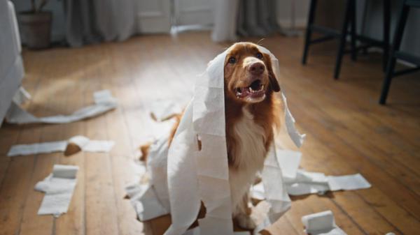 Ni ignorarlo al llegar ni encerrarlo: lo que tu perro necesita realmente si tiene ansiedad por separación - Si un perro ladra y destroza cosas cuando se queda solo, ¿siempre es ansiedad o puede ser aburrimiento?