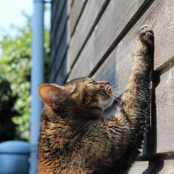 Qué Hacer si Tu Gato Se Muestra Territorial con los Recursos del Hogar 4 trucos para que mi gato no marque territorio 20364 600 square
