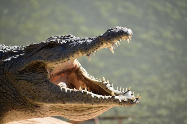 ¿Cuántos dientes tiene un cocodrilo?