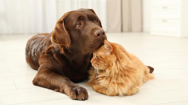 Ni lejía ni amoniaco: si tienes perro o gato, los veterinarios recomiendan limpiar los suelos con desinfectantes sin cloro - El riesgo de usar determinados limpiadores si convives con perros o gatos