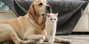 Ni lejía ni amoniaco: si tienes perro o gato, los veterinarios recomiendan limpiar los suelos con desinfectantes sin cloro