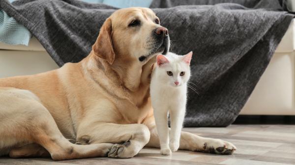 Ni lejía ni amoniaco: si tienes perro o gato, los veterinarios recomiendan limpiar los suelos con desinfectantes sin cloro