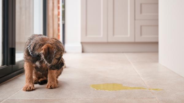 Ni lejía ni amoniaco: si tienes perro o gato, los veterinarios recomiendan limpiar los suelos con desinfectantes sin cloro - No solo es una cuestión de salud: la lejía y el amoniaco también pueden favorecer el marcaje con orina