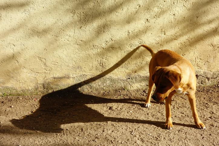 Por qué mi perro persigue sombras?