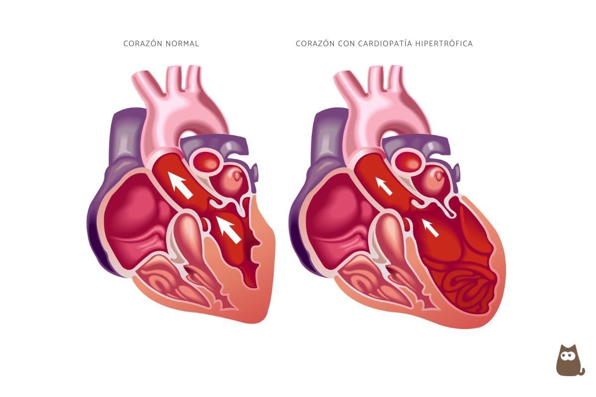 Cardiomiopatía hipertrófica felina - Síntomas y tratamiento