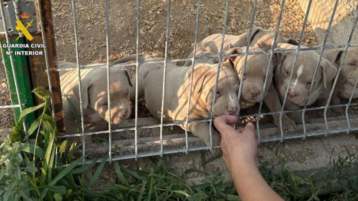 Detienen a 14 personas por comercializar perros con amputaciones ilegales de orejas y rabo en toda España