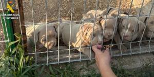 Detienen a 14 personas por comercializar perros con amputaciones ilegales de orejas y rabo en toda España