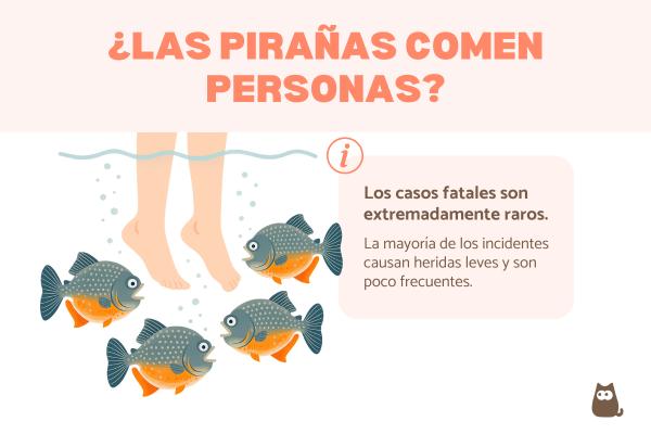 ¿Las pirañas comen personas?