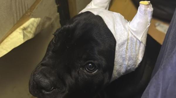 Detienen a 14 personas por comercializar perros con amputaciones ilegales de orejas y rabo en toda España - Un veterinario detenido y microchips implantados sin habilitación