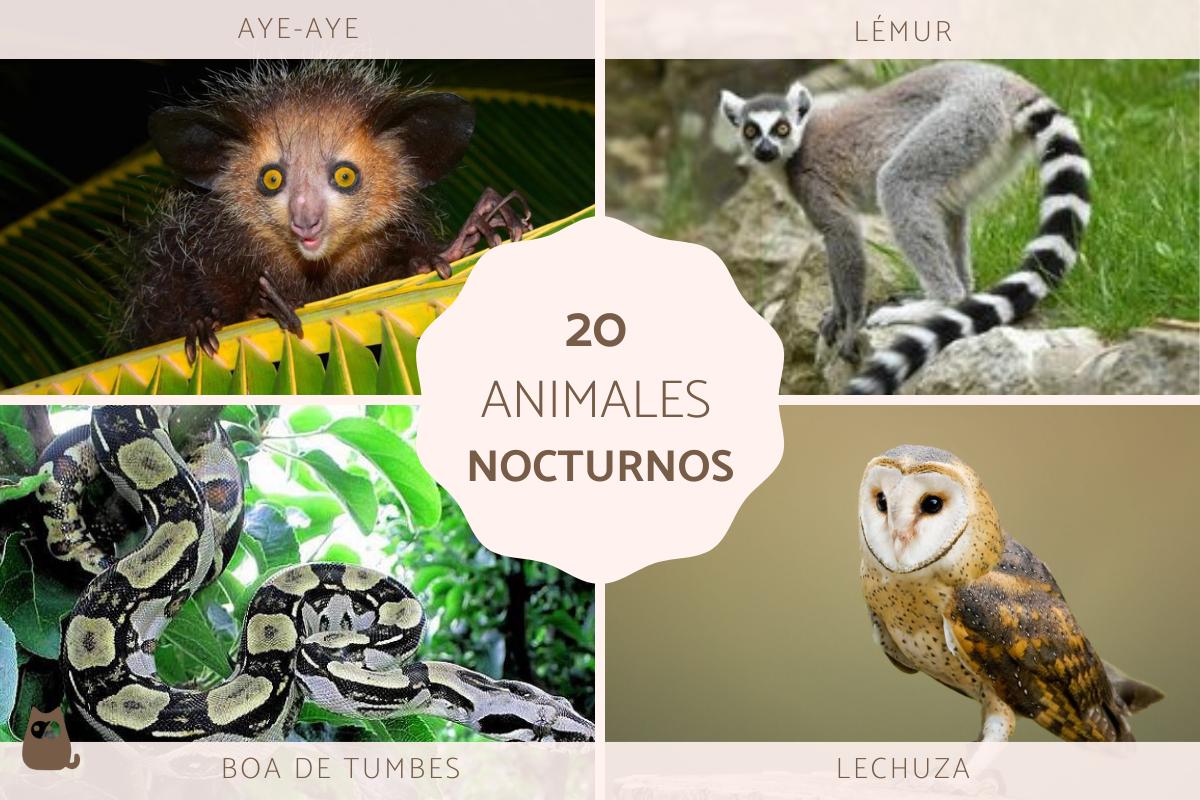 Animales nocturnos