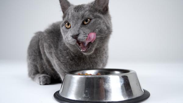 Nutrición funcional en perros y gatos: qué es y por qué es clave para su salud - Beneficios de la nutrición funcional para perros y gatos