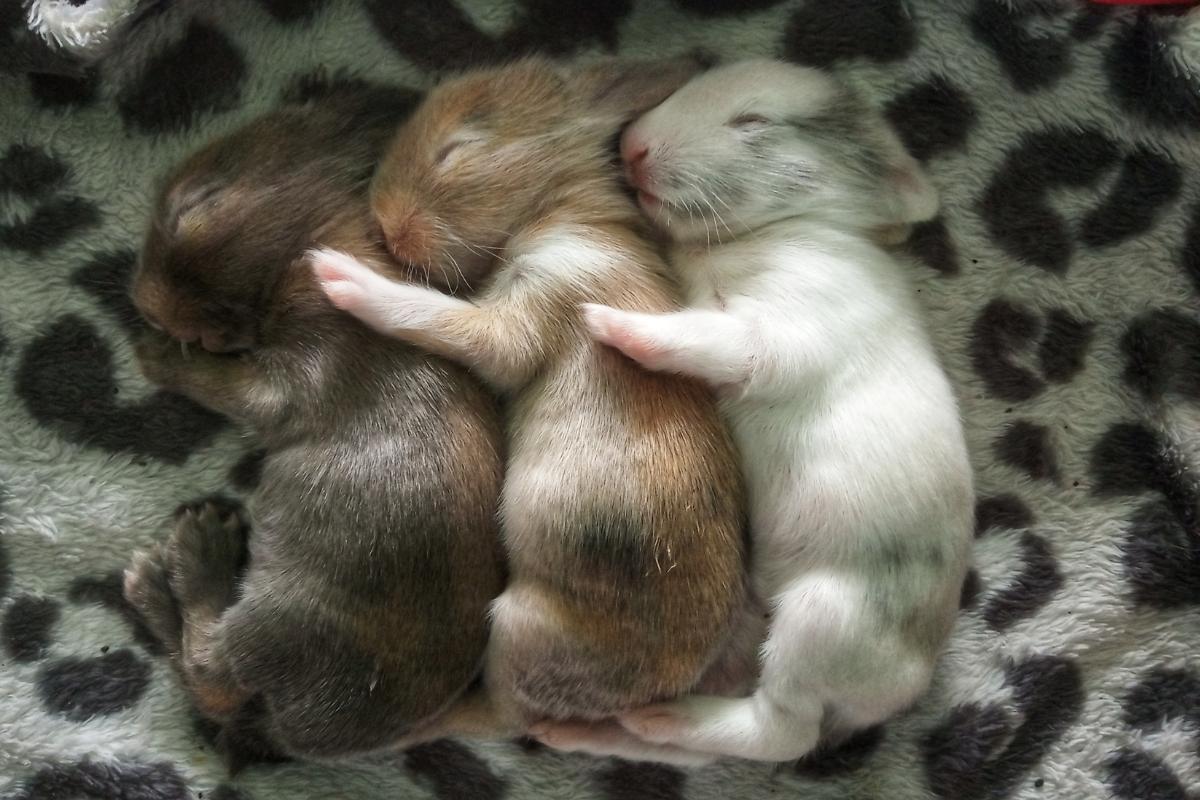 ¿Cuántas crías puede tener una coneja?