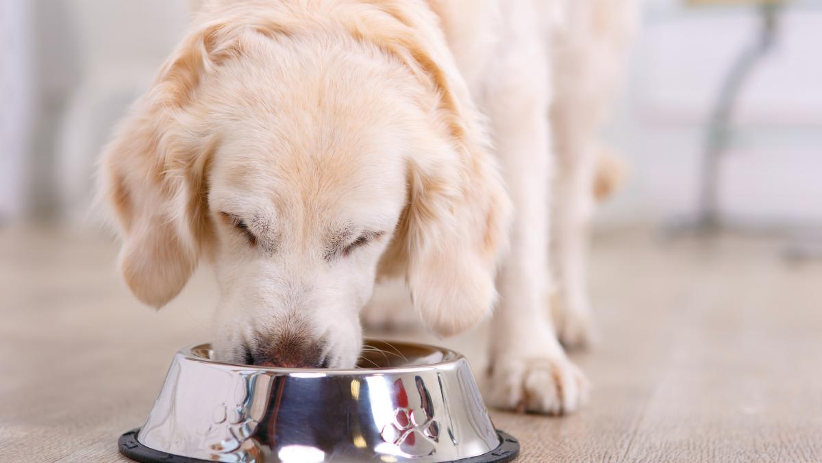 Nutrición funcional en perros y gatos: qué es y por qué es clave para su salud
