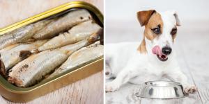 ¿Los perros pueden comer sardinas? El superalimento natural que muchos tutores desconocen