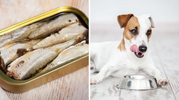 ¿Los perros pueden comer sardinas? El superalimento natural que muchos tutores desconocen