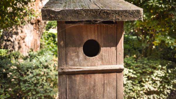 ¿Qué significa tener un nido de gorrión en tu casa o jardín? Los expertos en ornitología explican qué hacer (y qué evitar) - Cajas nido y alimentación: las recomendaciones de los expertos para convertir tu casa en un refugio de gorriones