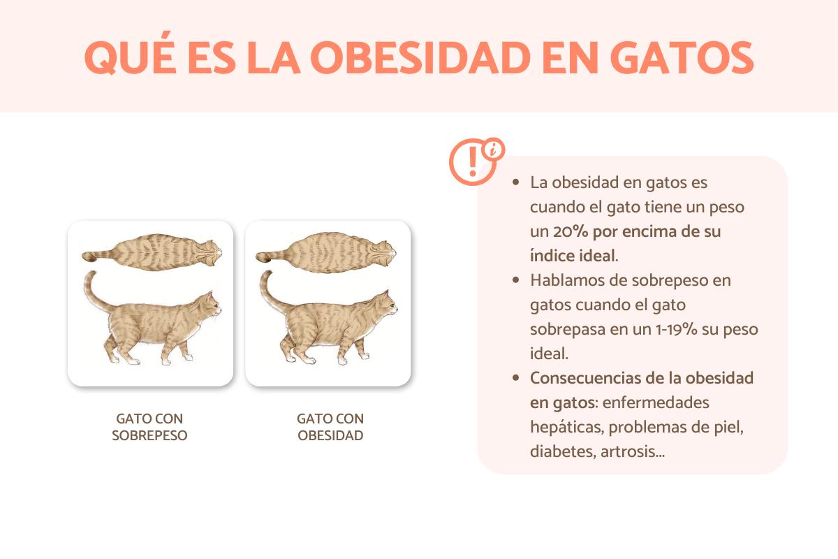 Obesidad en gatos - Causas y tratamiento
