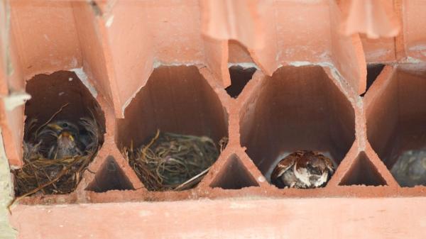 ¿Qué significa tener un nido de gorrión en tu casa o jardín? Los expertos en ornitología explican qué hacer (y qué evitar) - ¿Por qué han elegido tu casa? Lo que un nido de gorrión dice sobre el lugar en el que vives