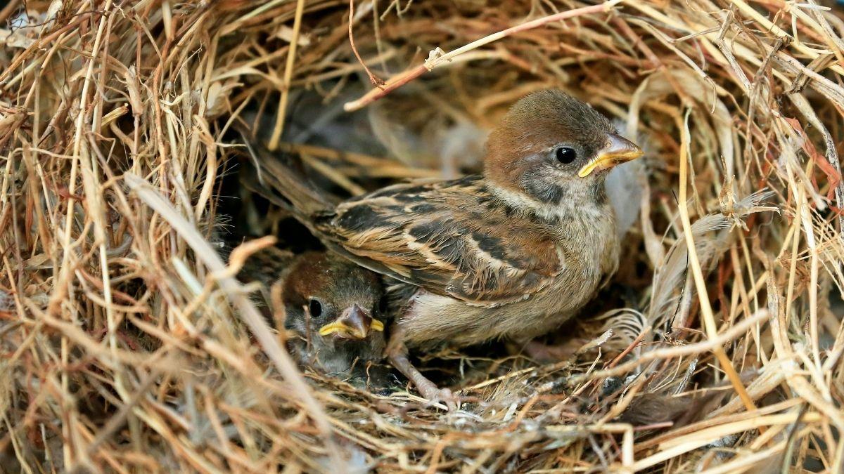 ¿Qué significa tener un nido de gorrión en tu casa o jardín? Los expertos en ornitología explican qué hacer (y qué evitar)