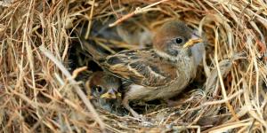 ¿Qué significa tener un nido de gorrión en tu casa o jardín? Los expertos en ornitología explican qué hacer (y qué evitar)